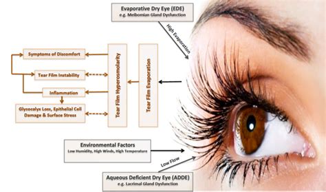 tfos tear film diagram